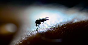 Foto: (RolfAasa/istock)