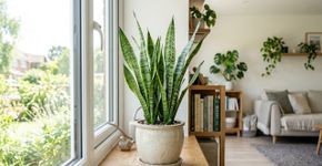 Nem samambaias nem ficus: a melhor planta de interior para absorver calor e purificar o ambiente da sua casa