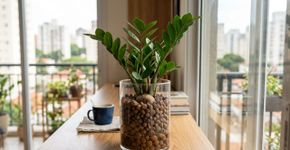 Descubra plantas que crescem sem terra e sem rega frequente, perfeitas para quem mora em apartamento pequeno