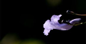 Exposição une fotografia e filosofia taoísta