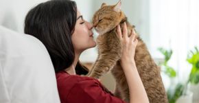 7 dicas para tornar o gato mais sociável