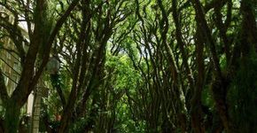 A rua mais bonita do mundo fica em Porto Alegre