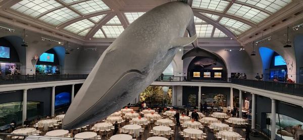 Museu Americano de História Natural é uma das atrações inclusas no New York CityPASS