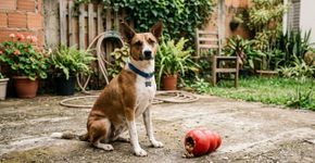 Baruch Correa, adestrador de cães: “Se o seu cão monta em você constantemente, isso pode indicar que ele precisa de um pouco mais de atividade para aliviar o estresse.”