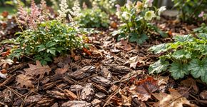 Cobrir a terra do canteiro não serve apenas para decorar: como uma camada de material orgânico ajuda a conservar a umidade e dificulta o crescimento de plantas indesejadas