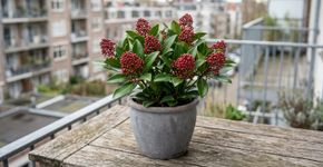 Este arbusto sempre-verde perfuma a varanda na primavera e continua decorativo até no inverno