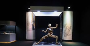 Exposição internacional “Human Bodies – Maravilhas do Corpo Humano” chega a São Paulo para curta temporada no Shopping Anália Franco