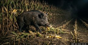 Javalis selvagens vêm causando estragos nas plantações há anos de maneira aparentemente aleatória, mas 9.871 relatos de danos agora revelam que suas incursões seguem um padrão surpreendentemente previsível