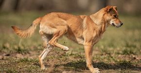 Algo surpreendente no chute após as fezes pode mudar o jeito que você passeia com seu cão
