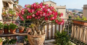 O que fazer com sua rosa-do-deserto em setembro para uma planta mais vigorosa, bonita e com floração mais abundante