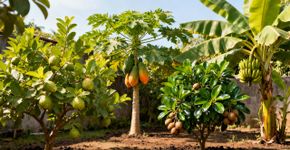 As plantas perfeitas para plantar em casa que dão belos frutos e todo jardineiro iniciante ama