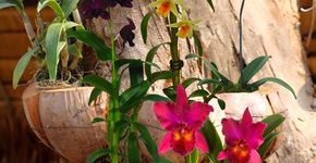 Salvas do lixo, orquídeas agora enfeitam árvores das calçadas nos Jardins