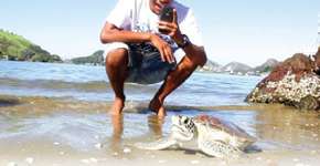 Aplicativo para celular ajuda a salvar tartarugas marinhas