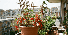 Tomates-cereja compactos e produtivos, ideais para iniciantes, garantem colheitas abundantes com esforço mínimo
