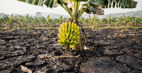 Banana com chumbo e cádmio: o fenômeno bizarro após a mineração que afeta a fruta favorita do Brasil