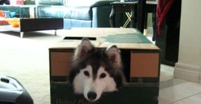 Cachorra acha que é uma gata, depois de ser criadas por felinos