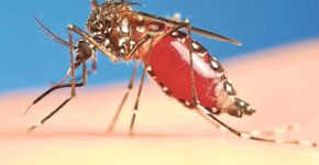 Alunos do ensino médio de MG desenvolvem larvicida contra dengue