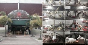 Justiça suspende venda de animais vivos no Mercado Central em BH