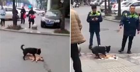 Cachorro tenta acordar amigo morto em estrada e vídeo comove