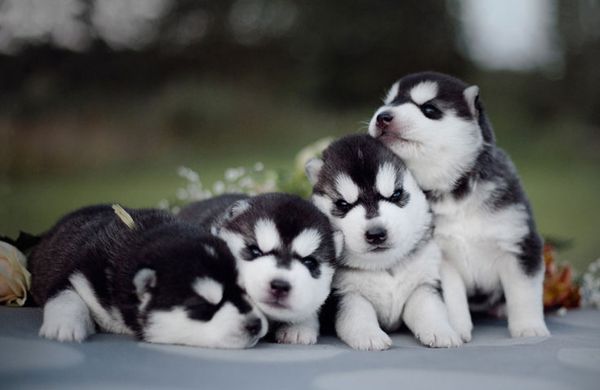Fotógrafa registra cães da raça husky siberiano