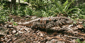 O lagarto de cauda longa que os nossos avós deixavam no quintal para comer baratas hoje é o herói das casas modernas que não precisam de inseticidas