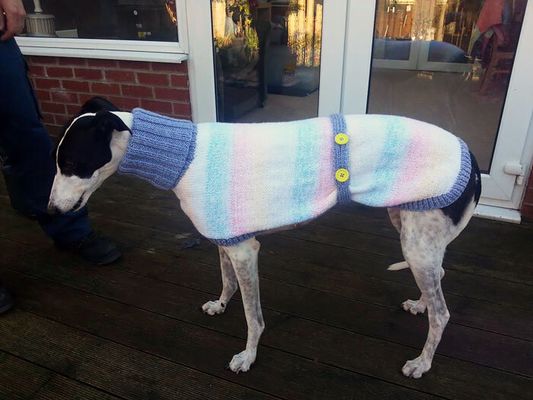 A britânica resolveu largar o emprego para tricotar roupas a cães abandonados (Reprodução/Jan Brown)