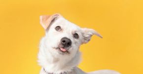 Fã de Rick e Morty? O seu cachorro merece um nome inspirado nos personagens da animação 