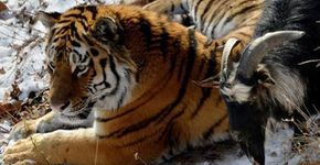 Bode é colocado em jaula para ser refeição e tigre faz amizade com o animal em vez de comê-lo