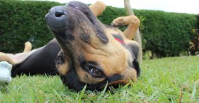 Site ajuda a escolher a melhor hospedagem para seu cão