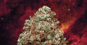 420 MÚSICAS GRINGAS SOBRE MACONHA