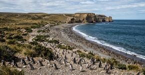 Uma estância chegou a ter 40.000 ovelhas em Santa Cruz: hoje suas 62.000 hectares abrigam mais de 40.000 pares de pinguins