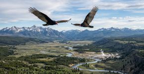 Cientistas rastreiam corvos com GPS em Yellowstone e descobrem que eles têm memória: eles a usam para retornar a lugares onde há comida