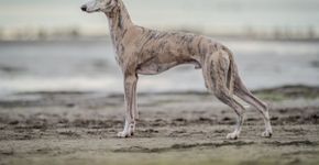 4 características do cachorro da raça whippet 