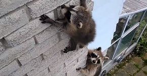 Foto: (Viral Hog / Skedaddle Humane Wildlife Control)
