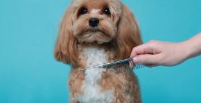 Como tirar nós do pelo do cachorro: veja cuidados para desembaraçar sem causar desconforto ou precisar cortar a pelagem 