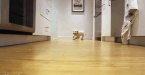 Vídeo em timelapse mostra crescimento de cães em nove meses