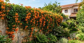 Planta trepadeira que cresce muito rápido, floresce o ano todo e enche qualquer jardim de cor
