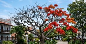A árvore-do-flamboyant perde as folhas antes de florescer e o motivo faz parte do seu ciclo