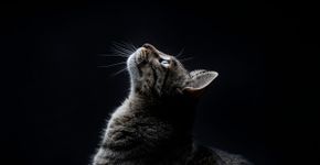 Foto: (Marc Calleja Lopez/istock)