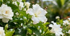 Flores brancas perfumadas atraem abelhas e borboletas pro jardim naturalmente