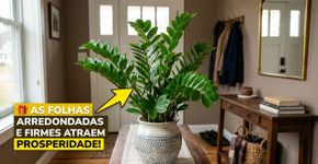 Não é a espada de São Jorge: a planta perfeita para deixar na entrada como sinal de prosperidade