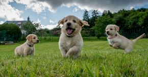 Aplicativo israelense ajuda cães e donos a se socializar