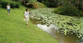 Caminhar por áreas verdes melhora saúde mental