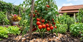 Colocar casca de ovo triturada na terra do pé de tomate: quais os benefícios e para que serve