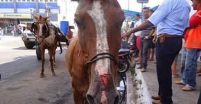 Exploração de animais em carroças é proibida na área urbana do RJ