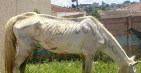Abandonada, égua é pintada e oferecida por R$ 800 nas ruas de Ponta Grossa