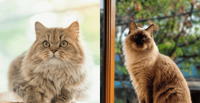 7 diferenças entre os gatos das raças persa e himalaio