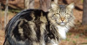 Gatos Americanos: Raças Originárias dos EUA