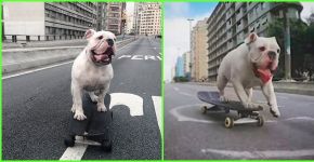 Conheça Buddha, o bulldog brasileiro que anda de skate