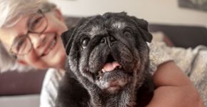 3 benefícios da suplementação para animais idosos